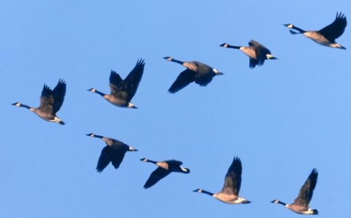 Geese flying in formation.
